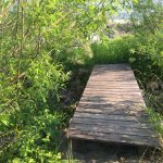 Wildbienengarten